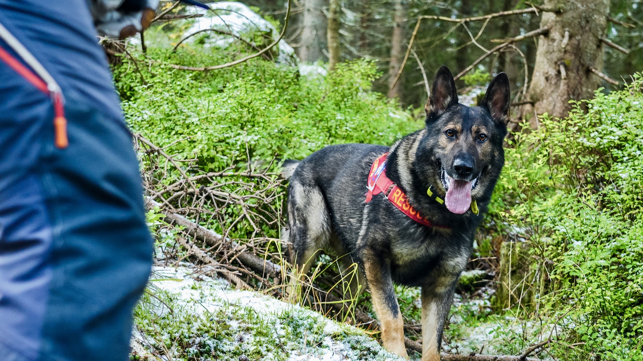 kynologicka rallye memorial stefana zavackeho 